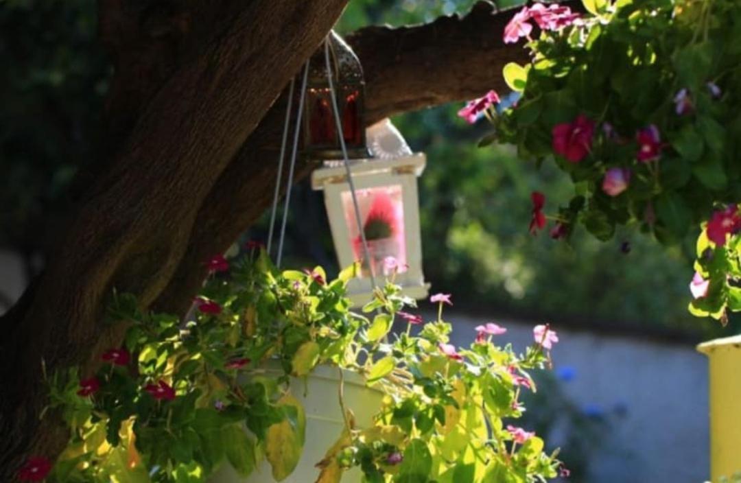 B&B Terramare Montiano  Εξωτερικό φωτογραφία